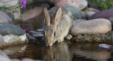 Co můžete pít králíky a jak to udělat